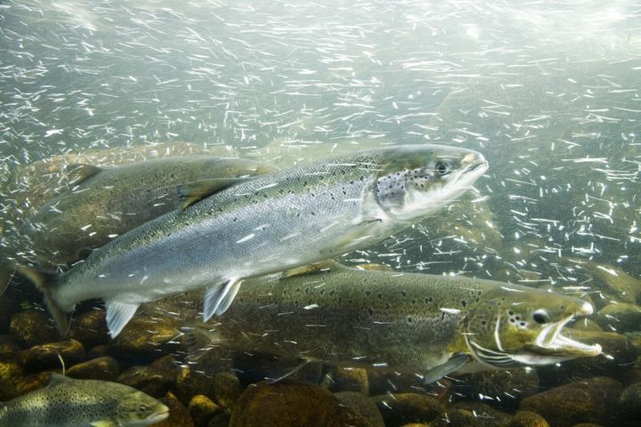 Atlantic salmon in a river, migrating fish.  (Illustration) (WESTEND61 / GETTY IMAGES)