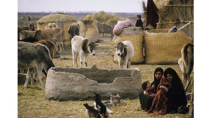 Ces photos du berceau de la civilisation, dans le delta du Tigre et de l&#039;Euphrate, datent de la fin des années 1970. Un témoignage unique car, depuis, Saddam Hussein a incendié les villages au napalm et asséché les marais, détruisant un mode de vie vieux de plus de 5000 ans
 (Nik Wheeler)