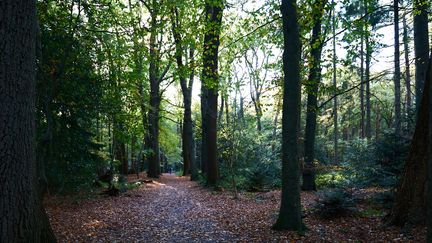 Des botanistes de l'université de Perpignan viennent pour la première fois de séquencer le génome de 17 plantes ou arbres de la forêt de la Massane dans les Pyrénées-Orientales, classée depuis 2021 au patrimoine mondial de l'Unesco. (Illustration) (G.N. VAN DER ZEE / MOMENT RF / GETTY IMAGES)