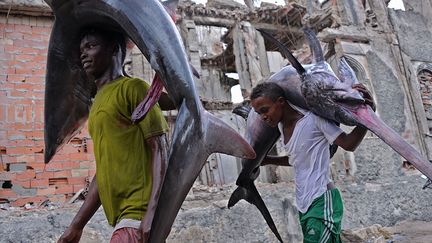 Un marlin (D) et un requin morts sont transport&eacute;s pour &ecirc;tre vendu au march&eacute; de Hamarweyne (Somalie), le 18 novembre 2014. (MOHAMED ABIDIWAHAB / AFP)