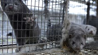 Dans un élevage de visons à Jyllinge (Danemark), près de Copenhague, le 24 octobre 2012. (FABIAN BIMMER / X02840 / REUTERS)