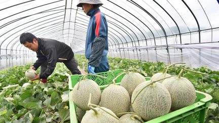 Agriculture : la saison du melon commence tardivement