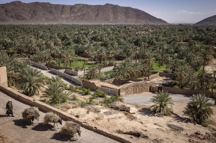 Vue générale de la palmeraie de Figuig, ville marocaine à la frontière de l'Algérie. (FADEL SENNA / AFP)