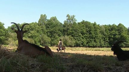 Incendies en Gironde : la solidarité se met en place pour sauver les animaux des flammes