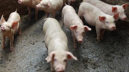 Des porcs d'une ferme du comté de&nbsp;Yunyang, en Chine, le 14 juillet 2019. (CHEN JIANHUA / IMAGINECHINA / AFP)