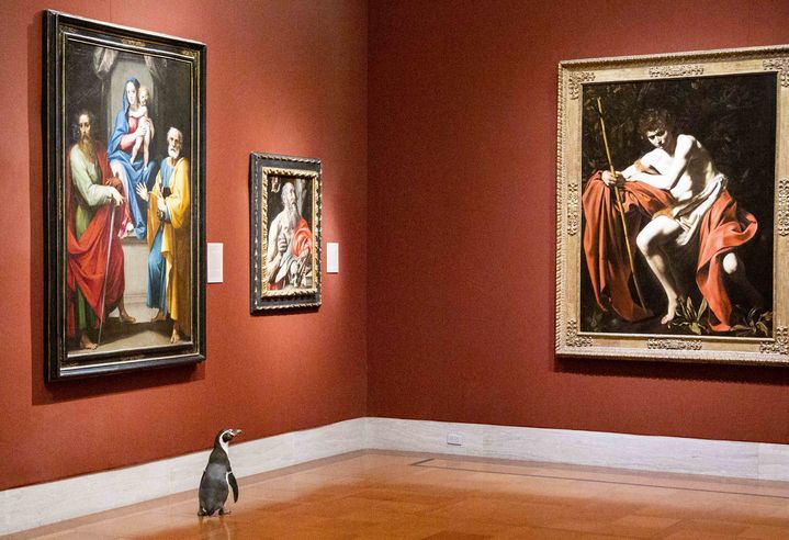 L'un des trois manchots lâchés au musée d'art Nelson-Atkins de Kansas City (Missouri, Etats-Unis) durant la quarantaine dûe à la pandémie de coronavirus, en mai 2020. (GABE HOPKINS / THE NELSON-ATKINS MUSEUM OF ART)