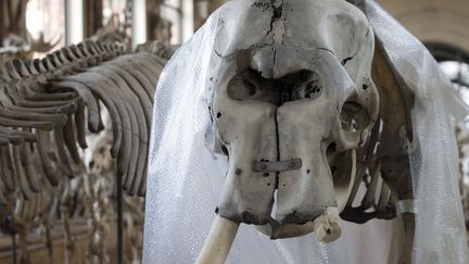 Le crâne de l'éléphante de Louis XIV à la défense sectionnée,  exposé à galerie de paléontologie et d'anatomie comparée du Muséum d'Histoire naturelle de Paris
 (JOEL SAGET / AFP)