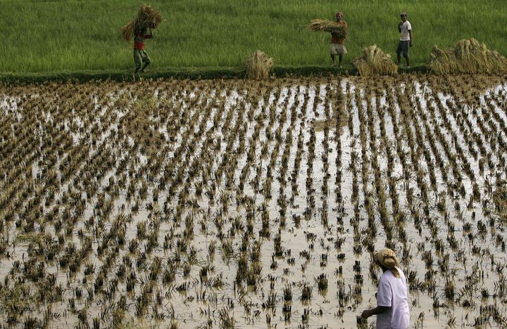 Des paysans malgaches récoltent du riz à Ambohimanambola près dAntananarivo, la capitale de Madagascar.  (REUTERS/Siphiwe Sibeko)