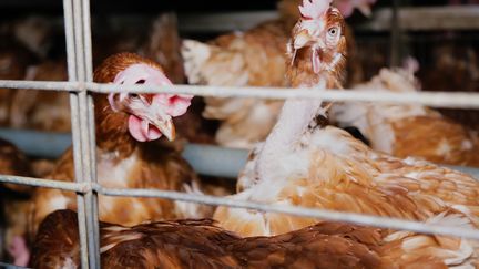 Des poules pondeuses dans un élevage en cage dans les Côtes d'Armor, sur une image prise en mars 2018 et mise en ligne le 20 mai 2018. (ASSOCIATION L214)