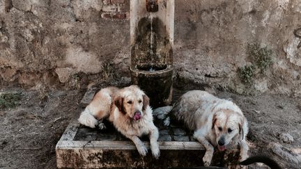 Des chiens se rafraîchissent près d'une fontaine publique lors d'une canicule estivale inhabituellement précoce, le 24 juin 2019 à Rome (Italie). (TIZIANA FABI / AFP)