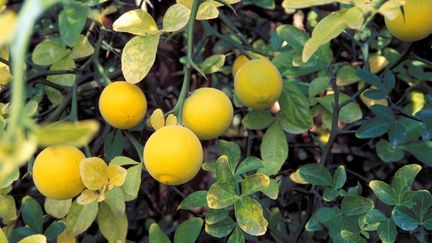 Le poncirus trifoliata à l'orange (REDA&CO / UNIVERSAL IMAGES GROUP EDITORIAL / GETTY IMAGES)