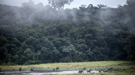 Dans le parc national d'Ivindo, dans le centre du Gabon (20 mai 2019). (AMAURY HAUCHARD / AFP)