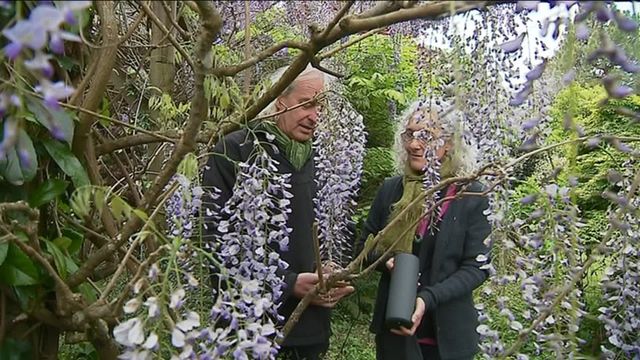 La musique des plantes