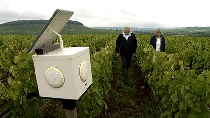 La boîte à musique qui soigne les vignes
 (France 3 / Culturebox)