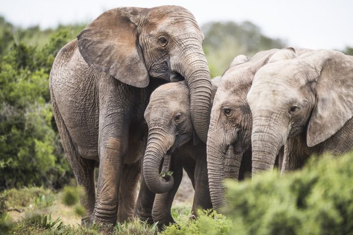 Troupeau d'éléphants d'Afrique avec une matriarche sans défenses en ivoire. (Illustration) (PETER CHADWICK / GALLO IMAGES ROOTS COLLECTION / GETTY IMAGES)