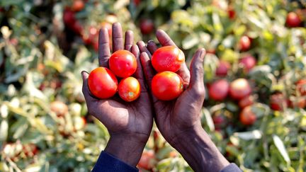 Sutay Darboe, 42 ans, migrant sénégalais travaillant dans un champ de tomates près de Foggia en Sicile.&nbsp; (ALESSANDRO BIANCHI / REUTERS)