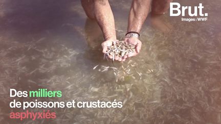 Des milliers de poissons et crustacés morts stagnent dans une lagune d'Espagne. Voilà pourquoi la Mar Menor est devenue si mortelle.