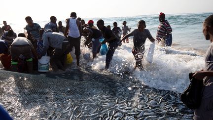 La frénésie s'empare des pêcheurs lorsque le filet rempli de sardines est tiré sur la plage. La migration annuelle de ces poissons est un événement majeur dans la région de Durban, en Afrique du Sud. (ROGAN WARD / REUTERS)