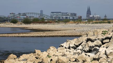 Le&nbsp;Rhin à Cologne, le 16 août 2018. (OLIVER BERG / DPA / AFP)