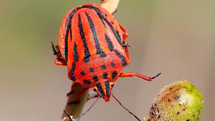 les punaises, comme cette punaise arlequin, envahissent les potagers dès le mois de juin.&nbsp; (VALTER JACINTO / MOMENT RF)