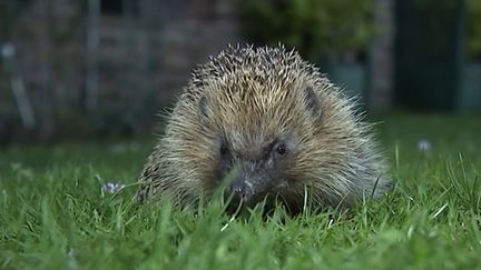 Biodiversité : une surmortalité inquiétante chez les hérissons (France 3)