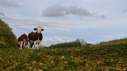 Des génisses dans un champ, le 29 février 2021 à Yssingeaux (Haute-Loire). (YVES SALVAT / MAXPPP)