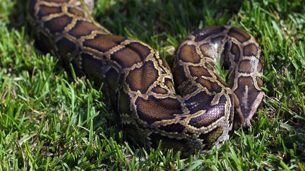 Un python birman, le 12 janvier 2013 en Floride (Etats-Unis). (JOE RAEDLE / GETTY IMAGES NORTH AMERICA / AFP)