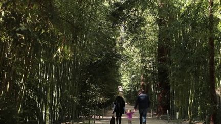 Le 13 Heures en France vous fait découvrir un site exceptionnel à Anduze, dans le Gard, où une bambouseraie, nichée dans les Cévennes, émerveille les visiteurs. (france 2)