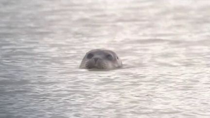 Une vingtaine de phoques ont trouvé refuge dans la baie de Sallenelles&nbsp;(Calvados).&nbsp;L'espèce vit en harmonie avec les visiteurs. (CAPTURE ECRAN FRANCE 3)