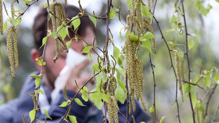 Allergie au pollen de bouleau. Image d'illustration. (THIERRY GACHON / MAXPPP)