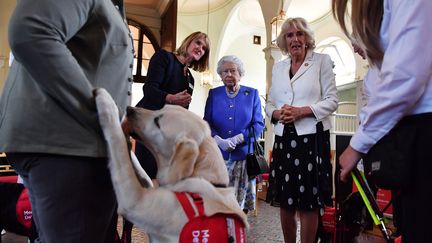 La reine&nbsp;Elizabeth II lors d'une démonstration du&nbsp;Medical Detection Dogs, le 6 juin 2018, à Londres. (BEN STANSALL / AFP)