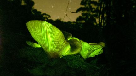 Champignon bioluminescent&nbsp;(Omphalotus nidiformis) en Australie, le 15 avril 2020. (LOUISE DOCKER SYDNEY AUSTRALIA / MOMENT RF / GETTY IMAGES)