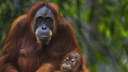 Une femelle orang-outan, dans le parc national&nbsp;Gunung Leuser de Sumatra (Indonésie). (FIONA ROGERS / AFP)