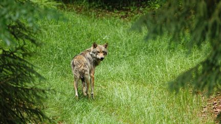 Un loup à Falkenstein (Allemagne), en octobre 2022. (CHRISTIAN CABRON / BIOSPHOTO / AFP)