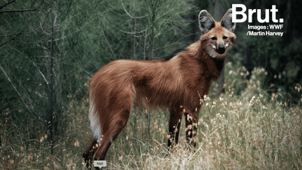 En Amérique du Sud vit un canidé comme on a rarement l'habitude d'en voir. Avec sa crinière et ses longues pattes, le loup à crinière ne passe pas inaperçu.