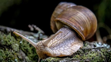 Certains gastéropodes sont en voie d'extinction. (YURI KADOBNOV / AFP)