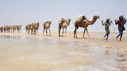 Pour pouvoir vivre au Danakil, un désert situé à cheval sur l'Ethiopie et l'Erythrée, les Afars, des musulmans éthiopiens, partent récolter le sel. Mais le parcours est long et difficile dans cette région, l’une des plus austères du monde. VOIR LE DIAPORAMA
  (Reuters/Siegfried Modola)