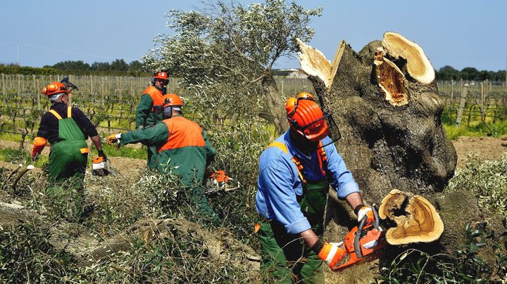 Des hommes abattent des oliviers infect&eacute;s par la bact&eacute;rie "Xyllela fastidiosa", &agrave; Brindisi (Italie), le 13 avril 2015. (AGF EDITORIAL/SIPA)