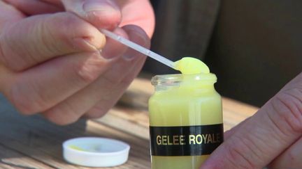 Alimentation : des arnaques sur la gelée royale