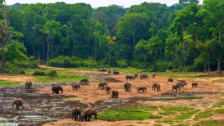 Des éléphants des forêts, espèce qui pourrait disparaître localement des forêts du Gabon d'ici à 2036, selon des scientifiques cités dans le rapport Planète vivante du WWF. (JANOS ADOBE STOCK / WWF)