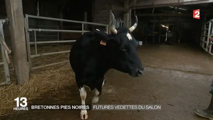 Salon de l'Agriculture : la Bretonne pie noir en tête d'affiche