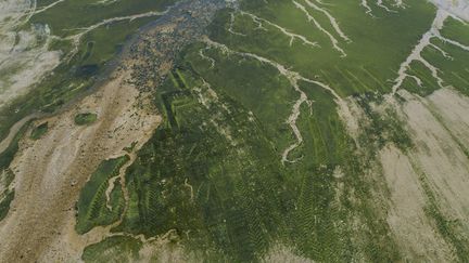 Des algues vertes dans la baie de Douarnenez (Finistère), le 21 juin 2021. (MAXPPP)