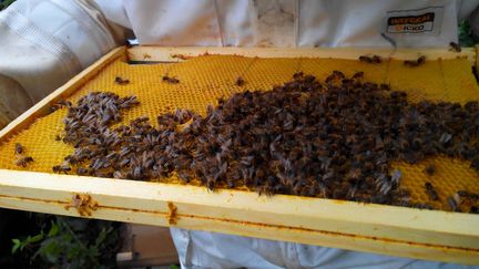 Un apiculteur présentant un cadre de ruche rempli d'abeilles, à Avignon (Vaucluse),le 14 octobre 2017. (AURÉLIE LAGAIN / RADIO FRANCE)