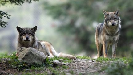 Les éleveurs manifestent contre le loup