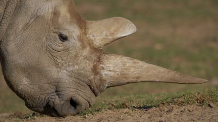 Un rhinoc&eacute;ros blanc du nord, le 21 ao&ucirc;t 2014. (ZSSD / MINDEN PICTURES / AFP)