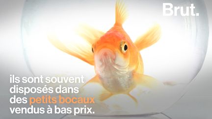 Décoratif et distrayant, le poisson rouge est très populaire mais le bocal dans lequel on l'enferme lui est totalement inadapté.