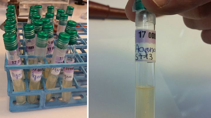 Les souches de 2005 de Salmonella agona conservées par l’Institut Pasteur. (Laetitia Cherel)