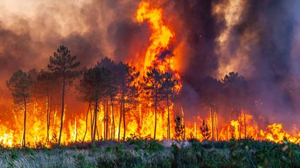 Le feu de forêt à Landiras (Gironde), le 17 juillet 2022 (SDIS 33 / MAXPPP)