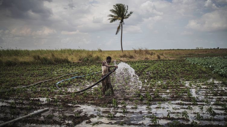 L'agriculture en Afrique  comment nourrir un continent qui subit le