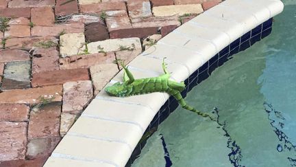 La vague de froid a provoqué un étrange phénomène à Boca Raton, en Floride. Plusieurs iguanes, des animaux à sang froid, ont été paralysés par les températures trop basses. (FRANK CERABINO / AP / SIPA)